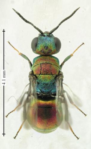 Hedychridium krajniki